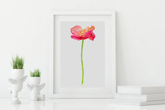 Poppy Pink Art Print - Floral Art Wall Decor Collection-Di Lewis